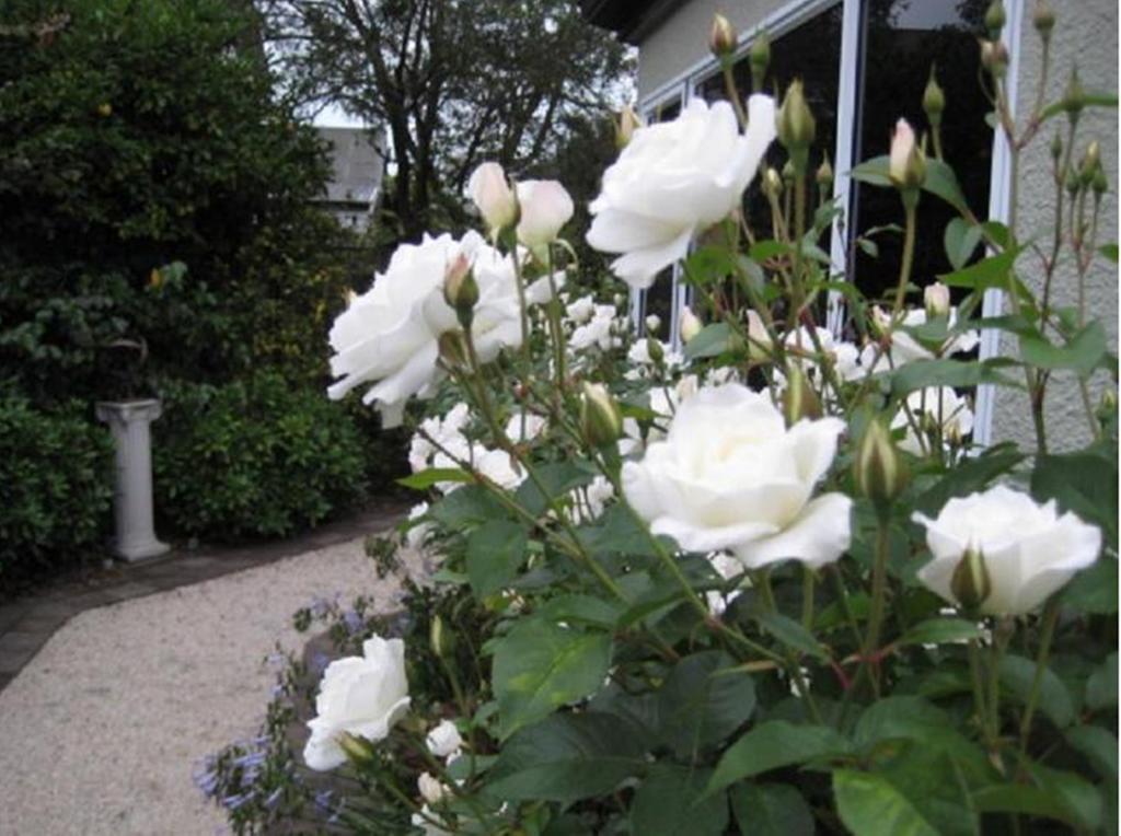 Finlay Banks Boutique Bed & Breakfast Christchurch Extérieur photo